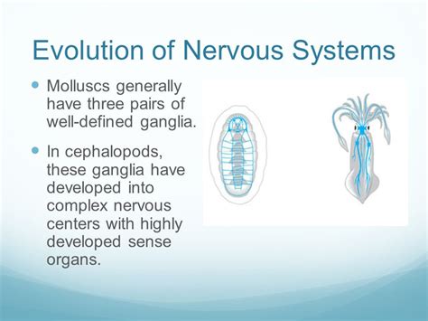 Nervous Coordination Chapter Ppt Video Online Download