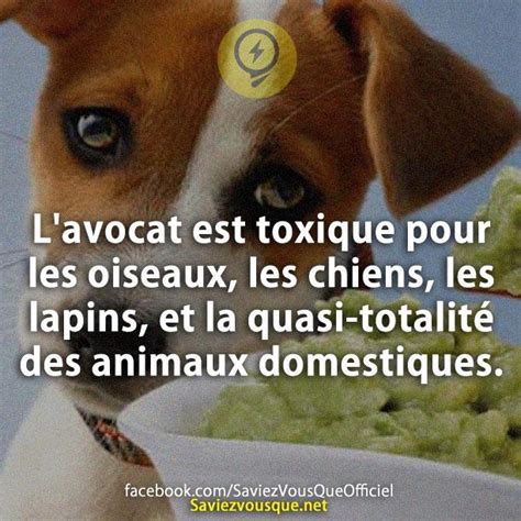 Lavocat Est Toxique Pour Les Oiseaux Les Chiens Les Lapins Et La