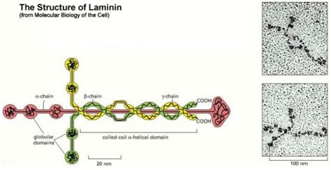 Cross of Laminin – Jesus the Messiah