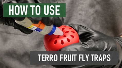 How To Use Terro Fruit Fly Traps [get Rid Of Fruit Flies Fast ] Youtube