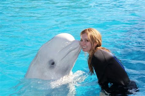 Swim With And Get A Kiss From A Beluga Whale Beluga Whale