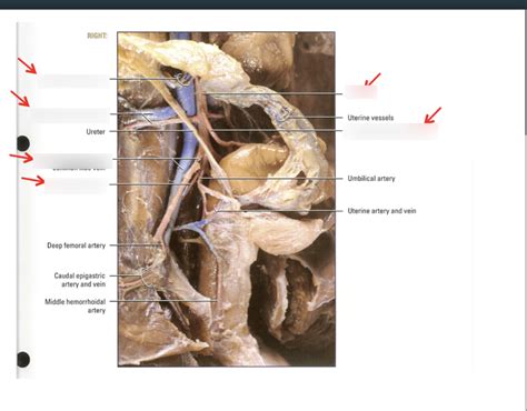 Mink Abdominal Arteries Diagram Quizlet