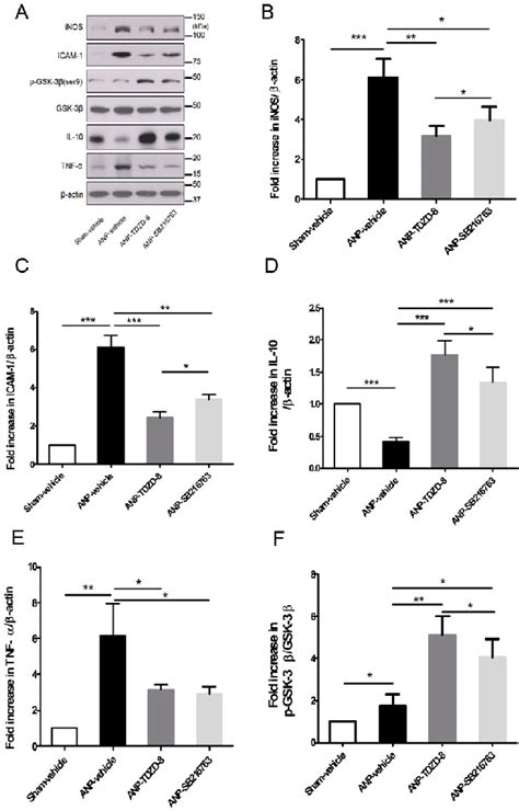 A The Activation Of Phospho Gsk 3β Ser9 Gsk 3β Inos Icam 1 Download Scientific Diagram