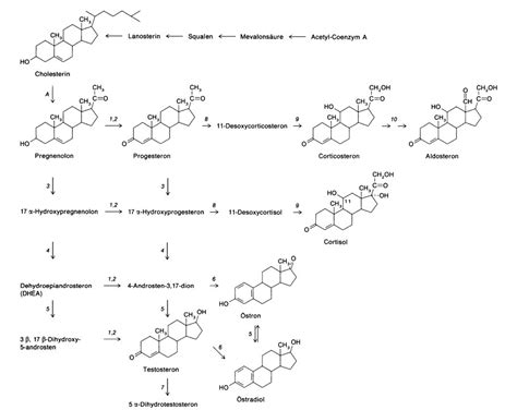 Steroidhormone Lexikon Der Biologie Spektrum Der Wissenschaft