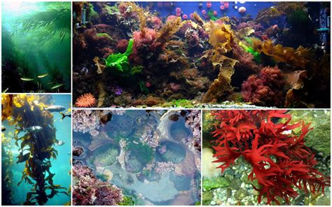 Marine Plants • Temperate Marine Plants for the Aquarium