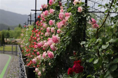 5月23日バラの定点観察 ビオラの植栽が進んでいます。 ローザンベリー多和田