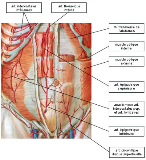 Schema Artere Iliaque Interne