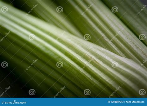 Close Up View of Ribs of Celery. Stock Image - Image of grooved, bunch ...