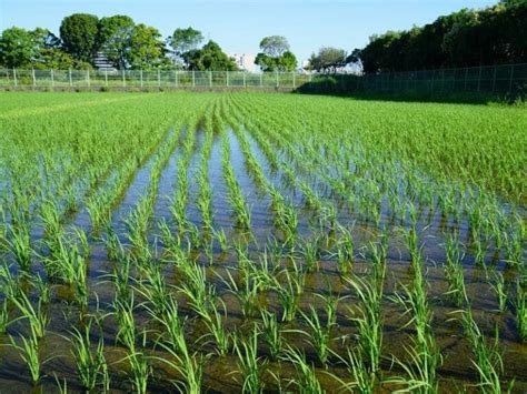 水持ちの悪い田んぼ（水田・水稲）の除草剤 効果な散布方法とおすすめ除草剤 農家web