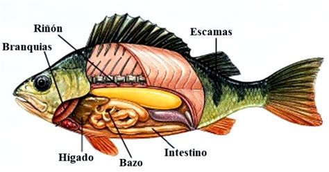 C Mo Es El Sistema Excretor De Los Peces Sistema Excretor