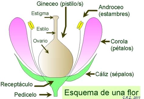 Tema 4 Angiospermas