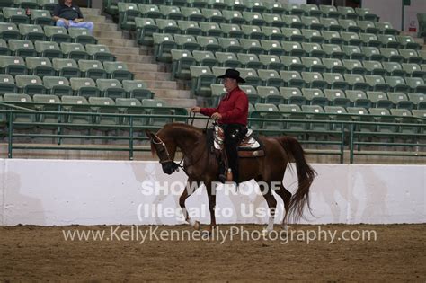 Kelly Kenneally Photography Class Reg Arabian Western Pleasure