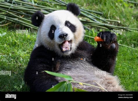 Bruxelles Belgique Ao T Le Panda G Ant Bao Di Mange Une