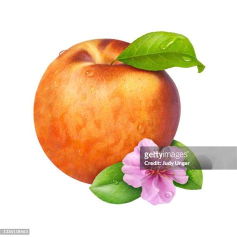 Wet Juicy Peach Photos And Premium High Res Pictures Getty Images