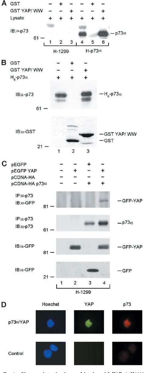 Figure 1 From Physical Interaction With Yes Associated Protein Enhances