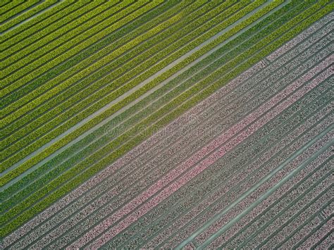 Aerial Drone View of Blooming Tulip Fields in Netherlands Stock Image - Image of springtime ...