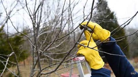 Winter Pruning | Fiddler's Green Landscaping Inc.