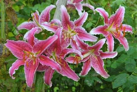 The 9 Divisions Of Garden Lilies