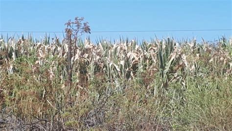 En Junín Más De 15 000 Hectáreas De Maíz Se Vieron Duramente Afectadas