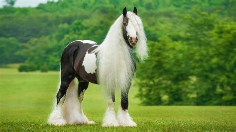 horse breeds - vailhorses