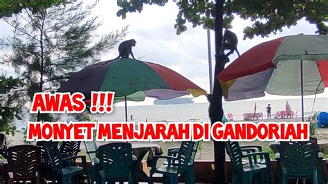 Musim Angin Selatan Gandoriah Sepi Pengunjung Monyet Liar Gembira