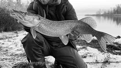 Vissen Op Snoekbaars Met Grote Shads In De Winter Snoekbaars Vangen