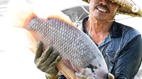 Cara Agar Ikan Gurame Cepat Besar Ada Jenis Pakan Sehat Dan Efisien