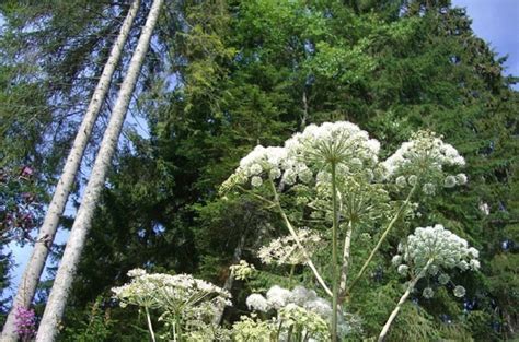 What is Hogweed rash? | Medical News Bulletin