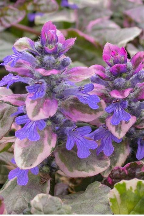 Ajuga BURGUNDY GLOW Ground Cover Bugleweed Live Plant Dark | Etsy