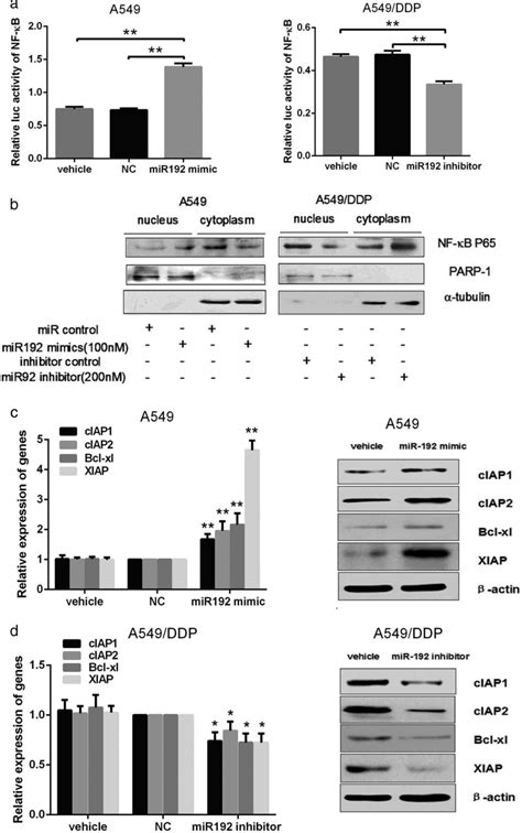 Nf‐κb Activity Is Increased By Mir‐192 A A549 And A549ddp Cells