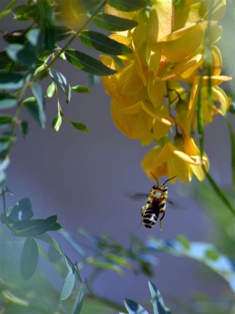 Gathering Nectar Photograph By Renee Barnes Fine Art America