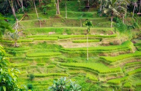 Exuberantes Plantaciones De Campos De Arroz En La Isla De Bali