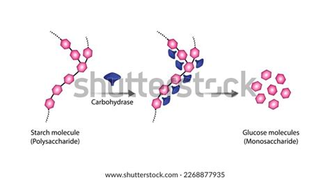 Carbohydrates Digestion Carbohydrase Amylase Enzymes Catalyze Stock Vector Royalty Free