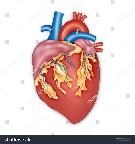 Vektor Stok Diagram Human Heart Anatomy Vector Illustration Tanpa