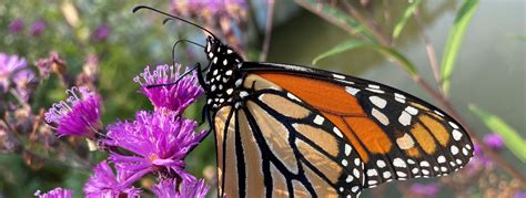 Best Wildlife Viewing at Ohio State Parks