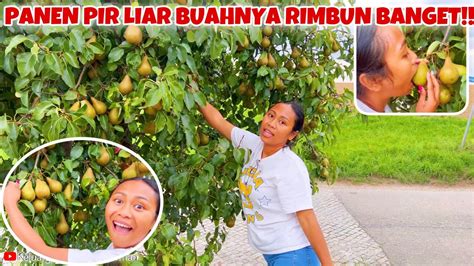 PANEN BUAH PIR LIAR DI PINGGIR JALAN 2022 YouTube