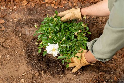 How To Plant Roses