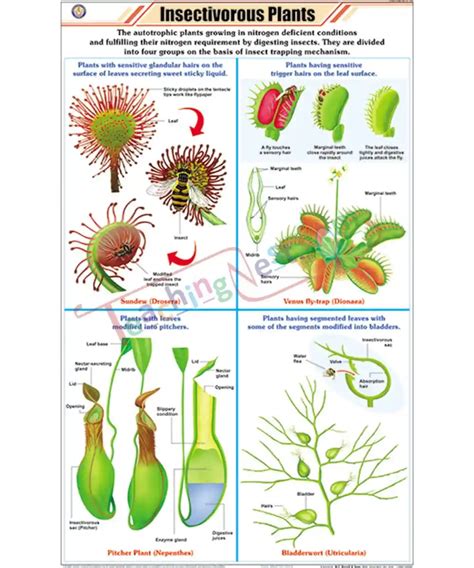 Insectivorous Plants Chart Laminated With Rollers TeachingNest