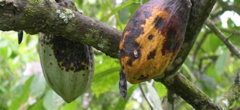 Swollen Shoot Disease Farmers In Ghana S Top Producing Region Count Losses