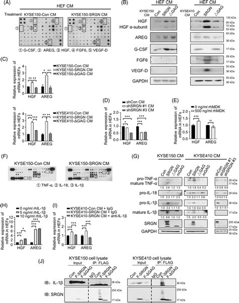 SRGNinduced IL1β upregulates HGF and AREG in HEFs A Growth factor