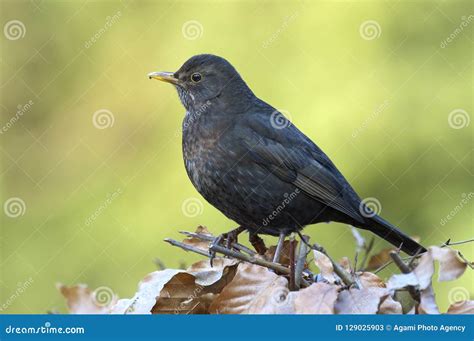 merel common blackbird turdus merula stock image image  vrouw