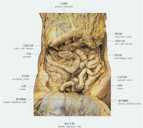 正常腹部解剖示意图 人体解剖图医学图库