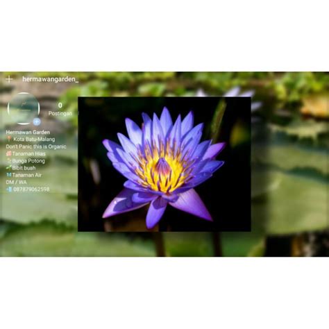 Jual Teratai Biru / Nymphaea Caerulea | Shopee Indonesia