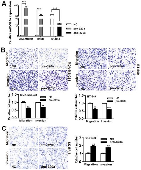 Mir 320a Inhibited Breast Cancer Cell Migration And Invasion A The