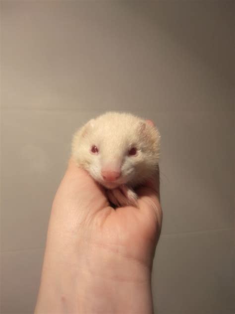 Boo Female Ferret In Nsw Petrescue