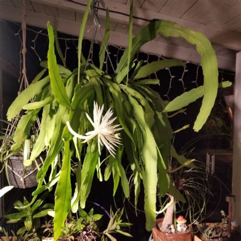 Epiphyllum Hookeri Orchid Cactus Princess Of The Night Uploaded By