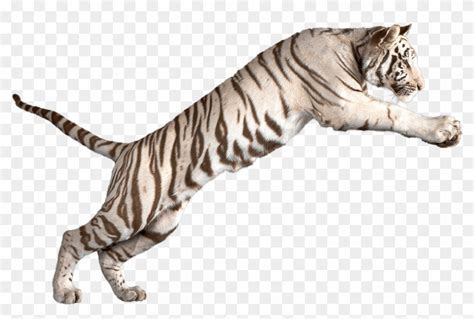 Jumping White Tiger - White Tiger Transparent Background, HD Png ...