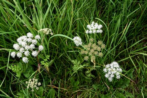 A Guide To Poisonous Elderberry Lookalikes | ForagingGuru