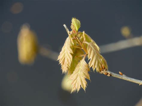 Austreibende Roteiche Rot Eiche Quercus Rubra C Birgit Flickr