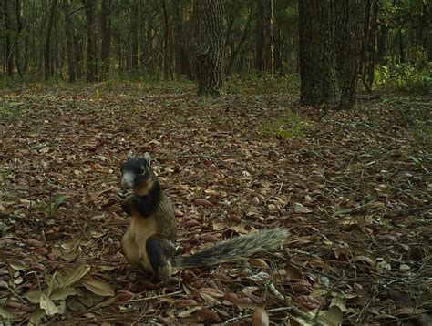 Species Spotlight March 2014 Fox Squirrel — The Wildlife Society